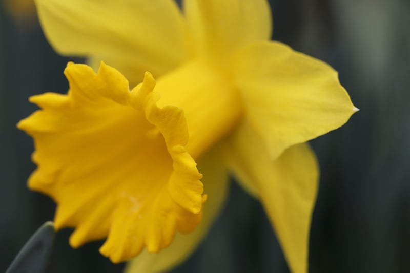 Spring Garden