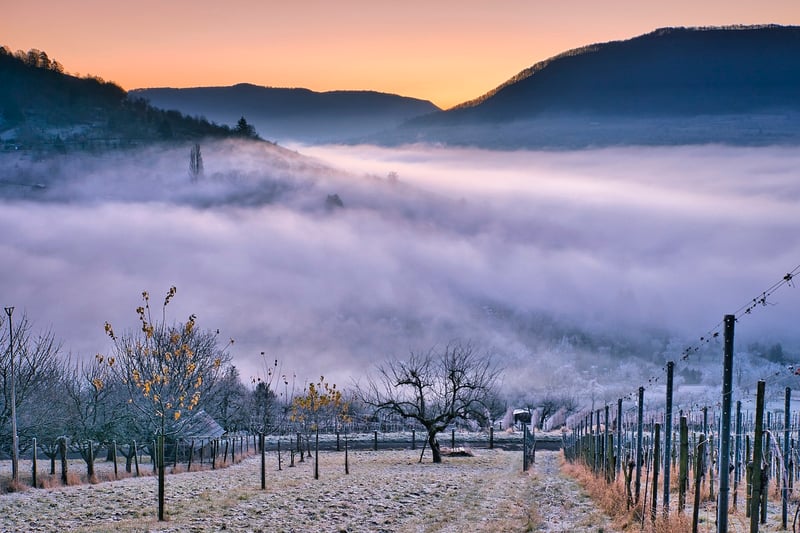 Italian Vineyard Wedding